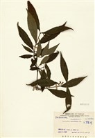 藏品(大葉紫珠(巒大紫珠))的圖片